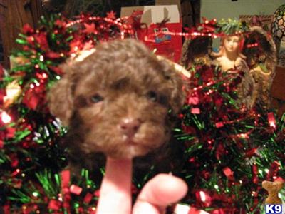 Puppies in IA